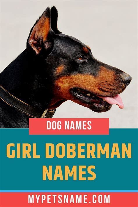 female doberman names|unique female doberman names.